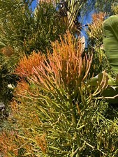 Firestick plant cuttings for sale  Riverside