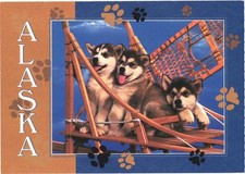 Alaska alaskan malamute for sale  Lakewood