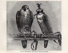 1894 falconeria falchi usato  Pescara