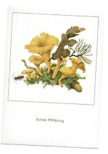 Cantharellus cibarius schmidt d'occasion  Expédié en Belgium