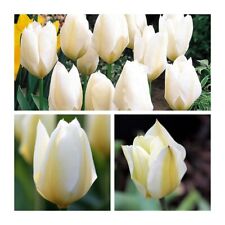 Purissima tulips flower for sale  CANTERBURY
