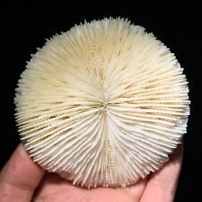 185g natural white d'occasion  Expédié en Belgium