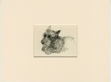 Scottish terrier vintage for sale  COLEFORD