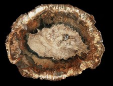 Beautiful madagascar petrified for sale  Sammamish