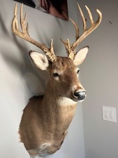 Point whitetail deer for sale  Magnolia