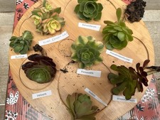 Aeonium collection lot d'occasion  Montpellier-