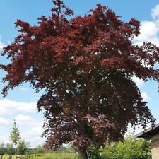 Graines fagus sylvatica d'occasion  Sabres