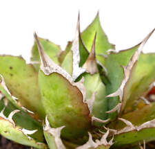 Agave titanota salina usato  Napoli