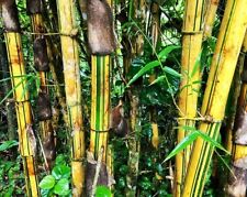 Green stripe bamboo for sale  Beachwood