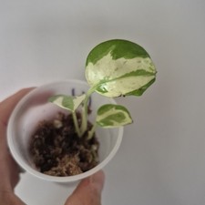 Njoy pothos devils for sale Njoy pothos devils for sale  Wedgefield