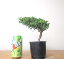 Chinese juniper shimpaku for sale  Garden Grove