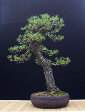 Pinus sylvestris pino usato  Ardea