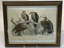 Great sea eagle for sale  BOURNE