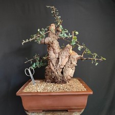 Pre bonsai esemplare usato  San Pancrazio Salentino
