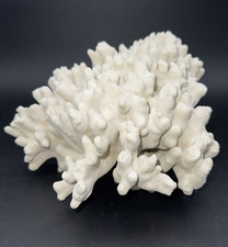 Natural real coral for sale  Doylestown