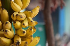 Ess banane musa gebraucht kaufen  Kaiserslautern