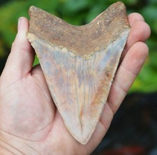 Beautiful 5.2 megalodon for sale  UK