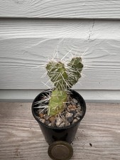 Rare opuntia corrugata for sale  SUTTON-IN-ASHFIELD