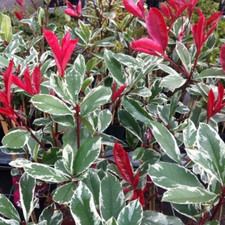 Pianta photinia variegata usato  Piazza Armerina