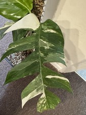 Epipremnum pinnatum albo for sale  LONDON