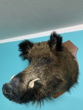 Wildschwein kopf deko gebraucht kaufen  Burgebrach