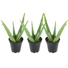 Aloe vera plant for sale  Cedar Rapids