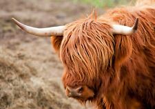 Wild angus scottish for sale  SELBY