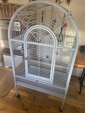 Large parrot bird for sale  RINGWOOD