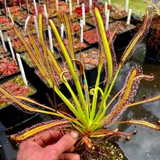 Carnivorous drosera capensis for sale Carnivorous drosera capensis for sale  GLASTONBURY