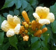 Plant campsis yellow for sale  Wadsworth