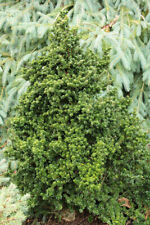 Ilex crenata dwarf for sale  Silverton