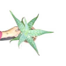 Aloe saponaria maculata usato  Torino