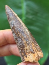 Spitzer dunkler zahn gebraucht kaufen Spitzer dunkler zahn gebraucht kaufen  Göppingen