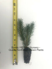 Dwarf swiss mountain for sale  Albany