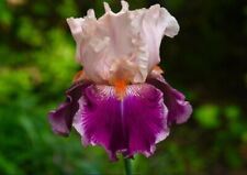 Iris bicolor usato  Napoli