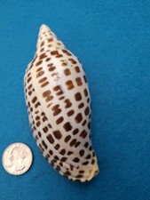 Super inch junonia for sale  Brick