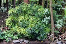 Umbrella plant cyperus d'occasion  Expédié en Belgium