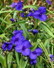 Live spiderwort lily for sale  Kennett Square
