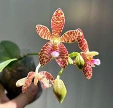 Phal little star for sale  Orlando