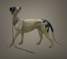Levriero maculato animale usato  Napoli