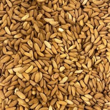 Premium afghani mamra for sale  MANCHESTER
