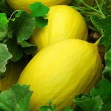 Canary melon seeds for sale  Berwyn