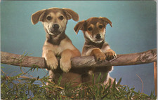 Postcards german shepherd for sale  Clayton