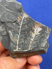 Carboniferous pflanze fossil gebraucht kaufen  Saarbrücken