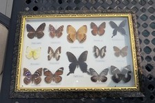 Taxidermia 14 Coleção Borboletas 11 X 17” Vitrine de Vidro Estojo com Moldura Dourada comprar usado  Enviando para Brazil