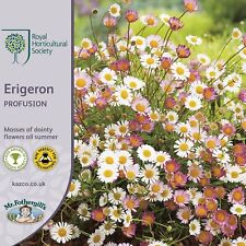 Erigeron karvinskianus seed for sale  WORTHING