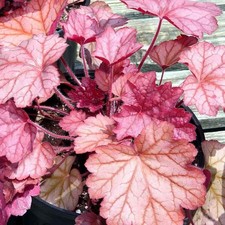 Heuchera georgia peach d'occasion  Pouzauges