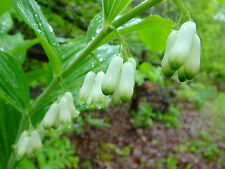 Seeds solomon seal for sale  Phoenix