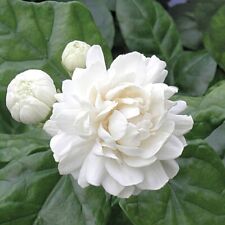 Seeds jasmine grand for sale  Grandview