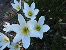 Rain lily zephyranthes for sale  Middleburg